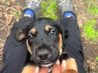 Mixed Breed dogs Doberman x lurcher puppies - Advert 16