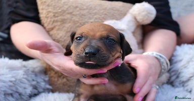 Rhodesian Ridgeback dogs - Advert 1