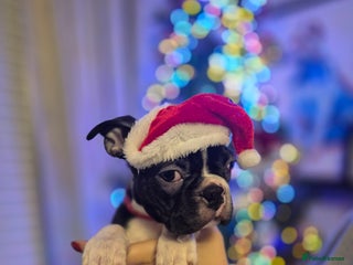 Boston Terrier dogs LAST KC champ bloodlines boston boy available - Advert 5