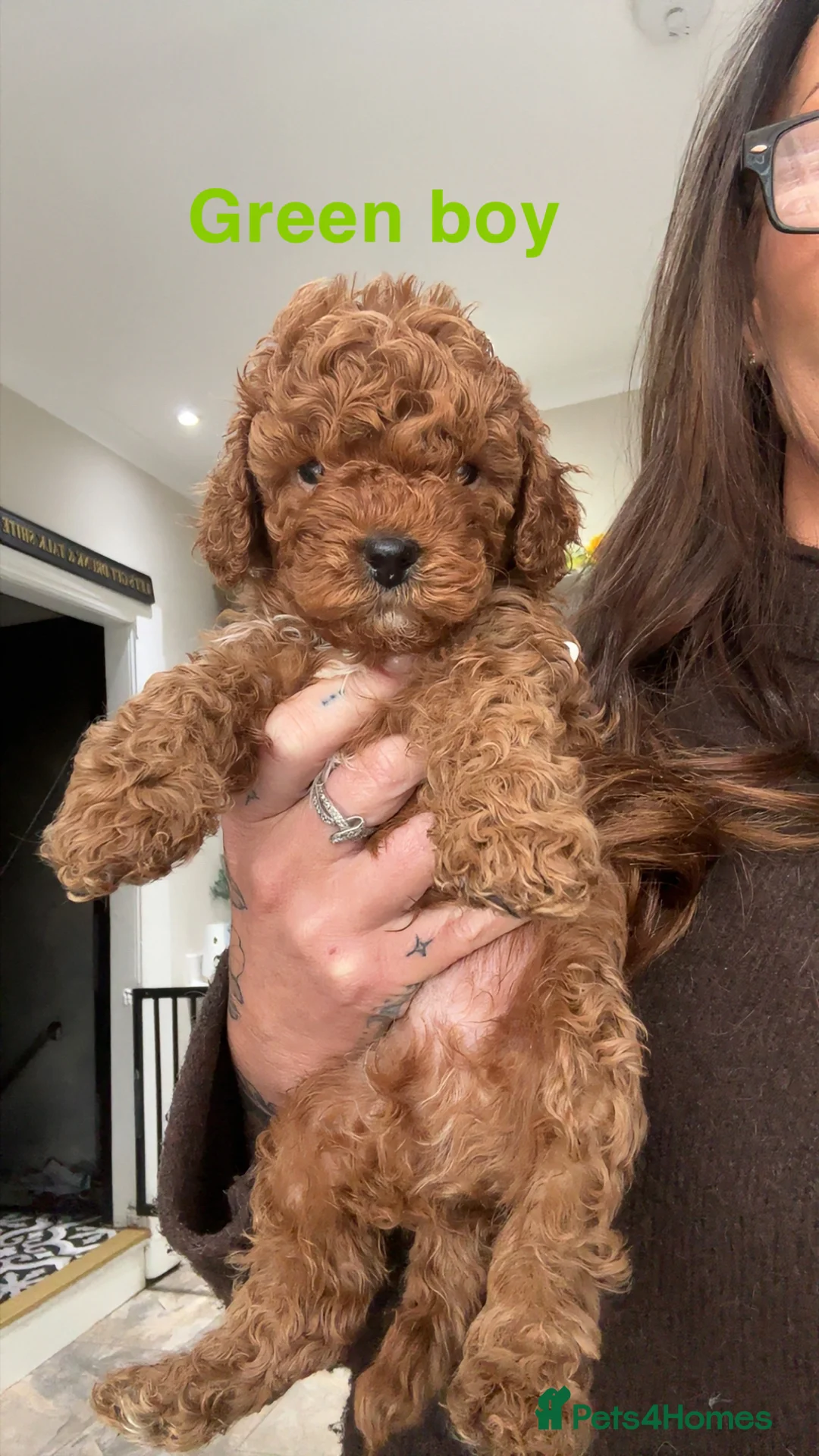Cavapoo dogs for sale: 🐶Perfect Toy Cavapoos (Health Tested)🐶 - Advert 14