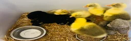 Geese poultry for sale: Ebden Geese / Goslings.  - Advert 4