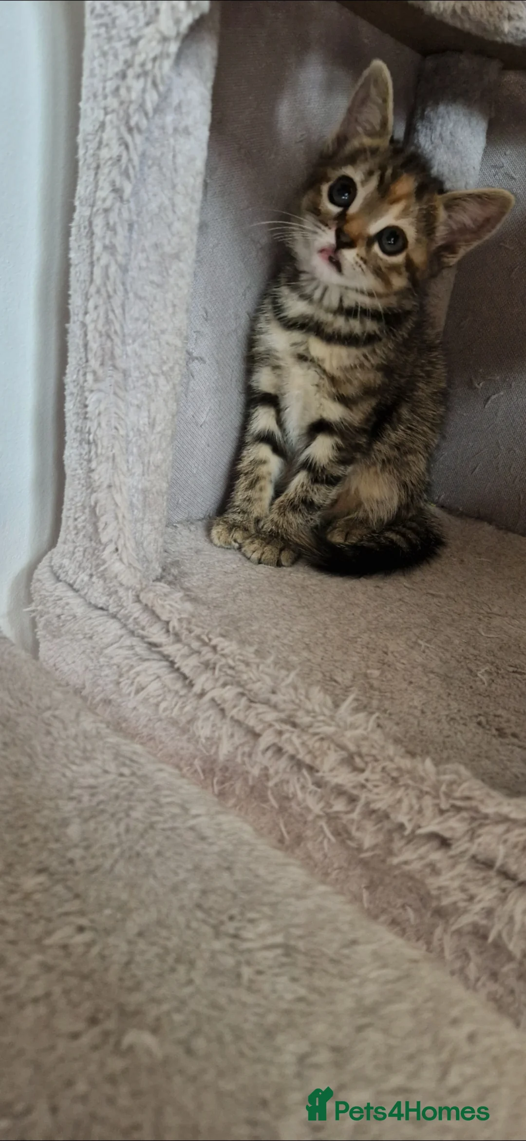 Mixed Breed cats for sale: Adorable colourful kitten 😸  in London - Advert 2