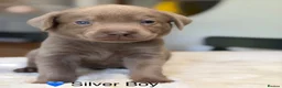 Labrador Retriever dogs for sale: Stunning Silver Charcoal Champagne Labrador pups - Advert 6