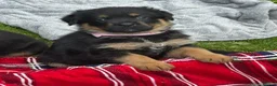 Mixed Breed dogs for sale: Gorgeous Rottweiler x German Shepherd Puppies in Sandbach - Advert 12