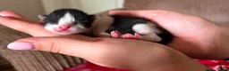 Domestic Shorthair cats for sale: Two kittens available for forever homes.  in Hereford - Advert 2