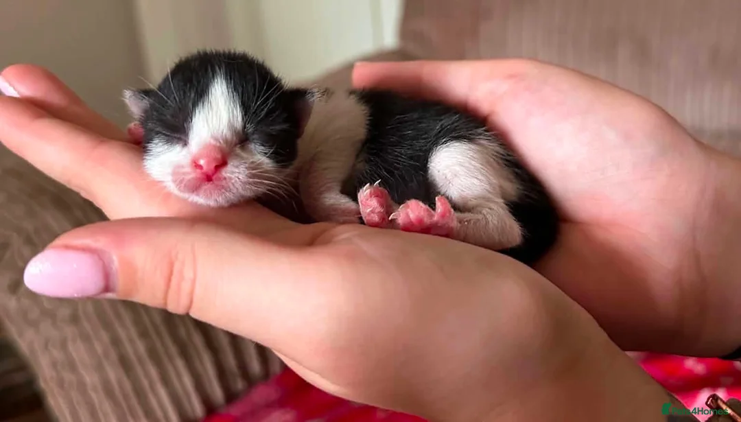 Domestic Shorthair cats for sale: Two kittens available for forever homes.  in Hereford - Advert 2