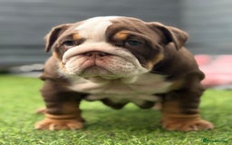 English Bulldog dogs for sale: Exceptional English Bulldog Puppies - Image 29