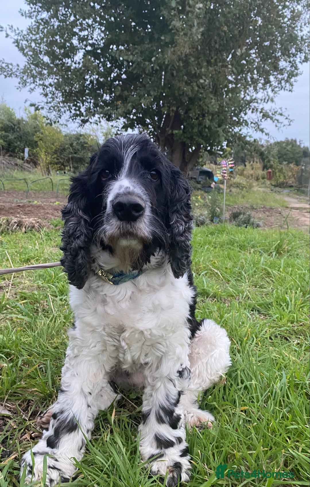 Cocker Spaniel dogs for sale: cocker spaniel girl - Image 2