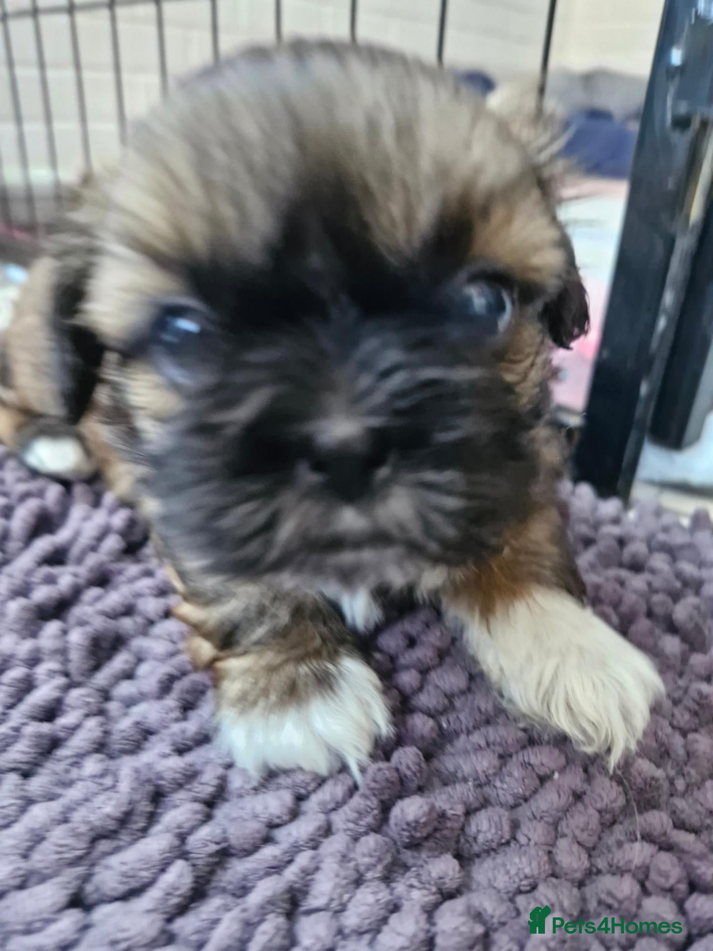 Shih Tzu dogs for sale: KC REG PEDIGREE SHIH TZU PUPPIES - Advert 2