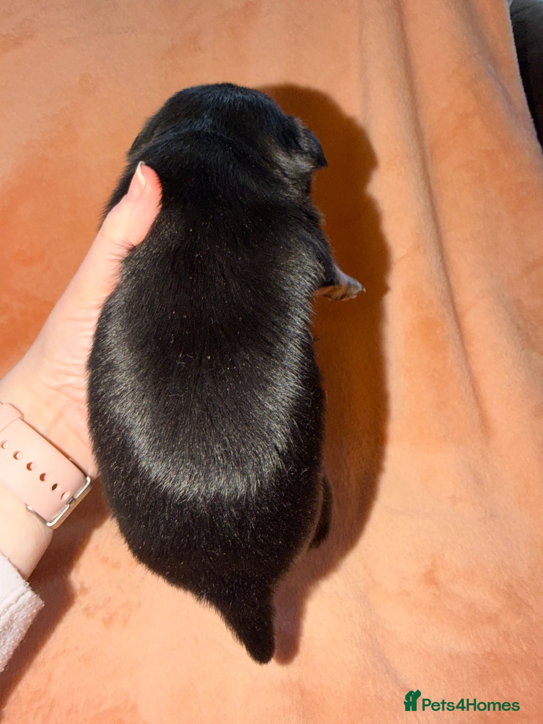 Chihuahua dogs for sale: Fuzzy playful baby boy tri coloured  - Advert 5