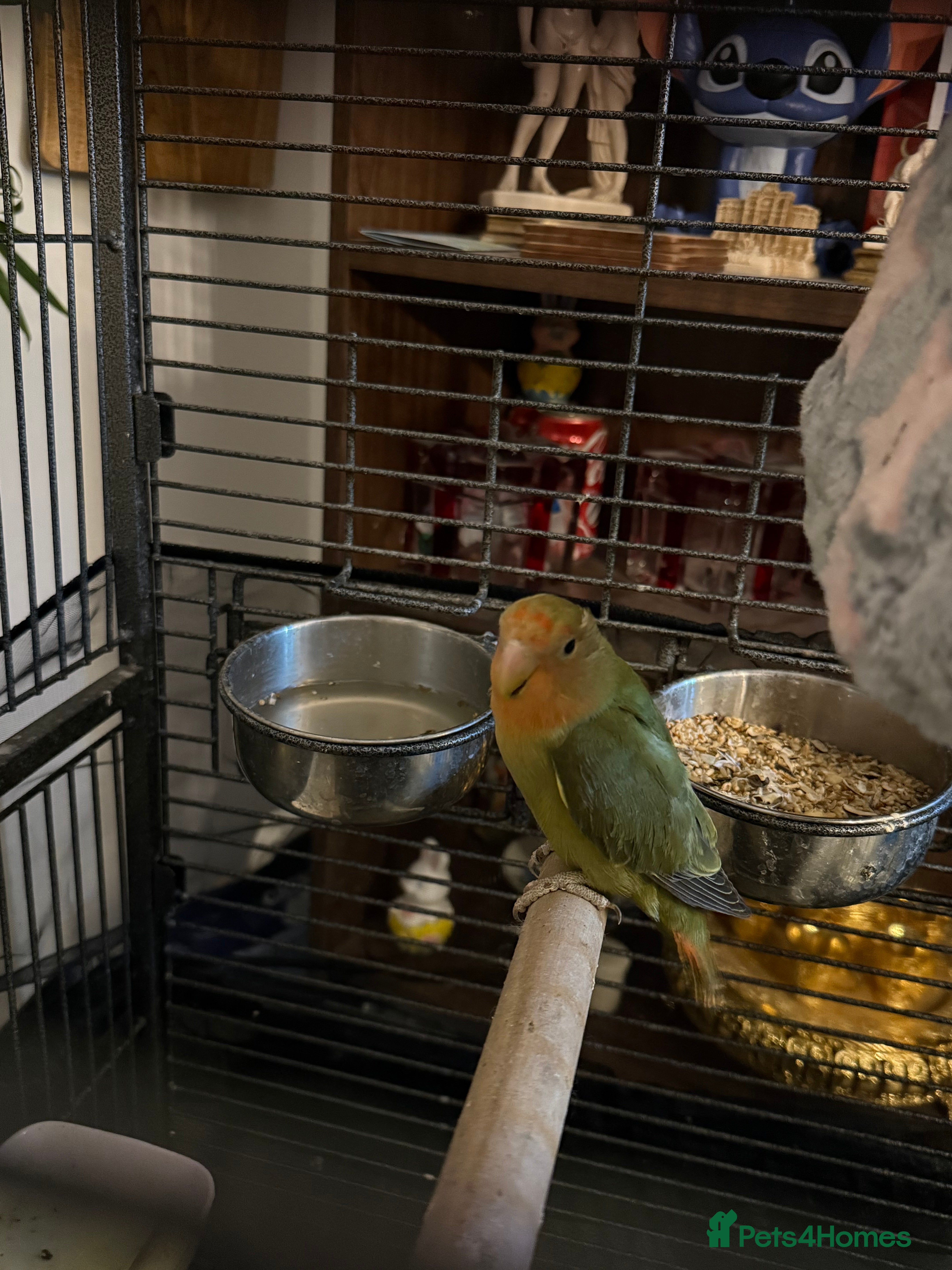 Lovebirds birds Lovebird - Advert 5