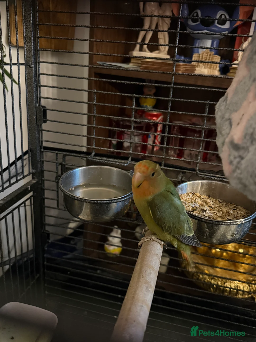 Lovebirds birds for sale: Lovebird in Harlow - Advert 1