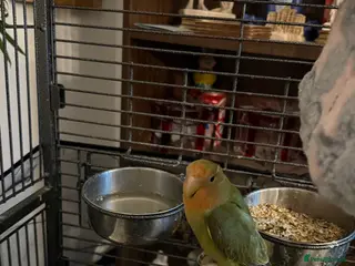 Lovebirds birds Lovebird - Advert 5