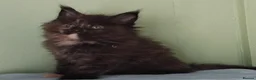 Maine Coon cats for sale: GCCF REGISTERED MAINE COON KITTENS FOR SALE  - Advert 16