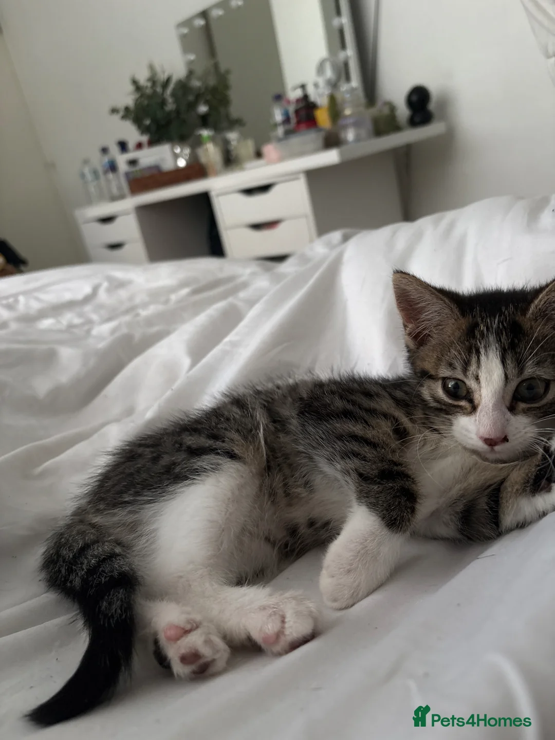 Mixed Breed cats for sale: Little echo - Advert 1