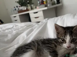 Mixed Breed cats Little echo - Advert 5