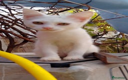 American Shorthair cats for sale: Cats for sale Maycoon Cross Bread - Image 2