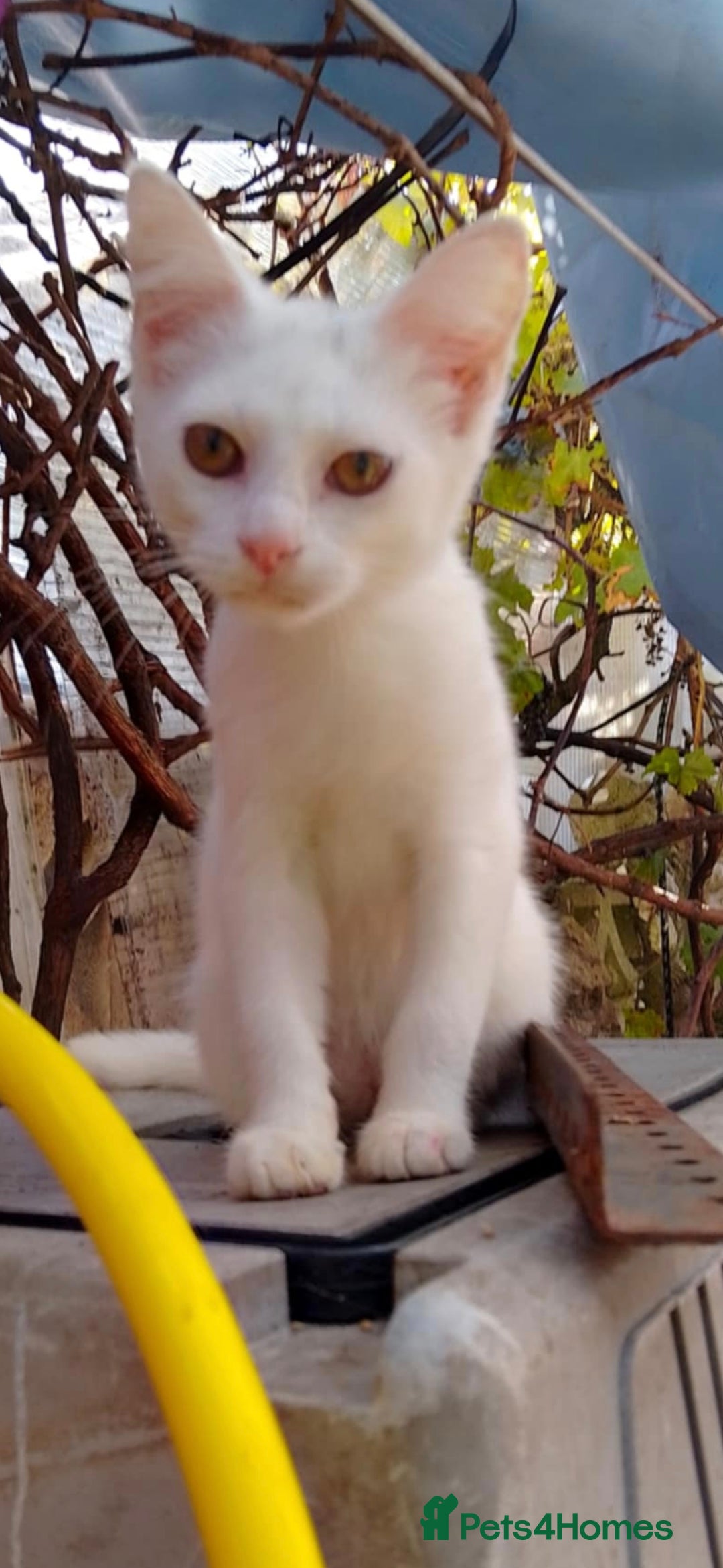 American Shorthair cats for sale: Cats for sale Maycoon Cross Bread - Image 2