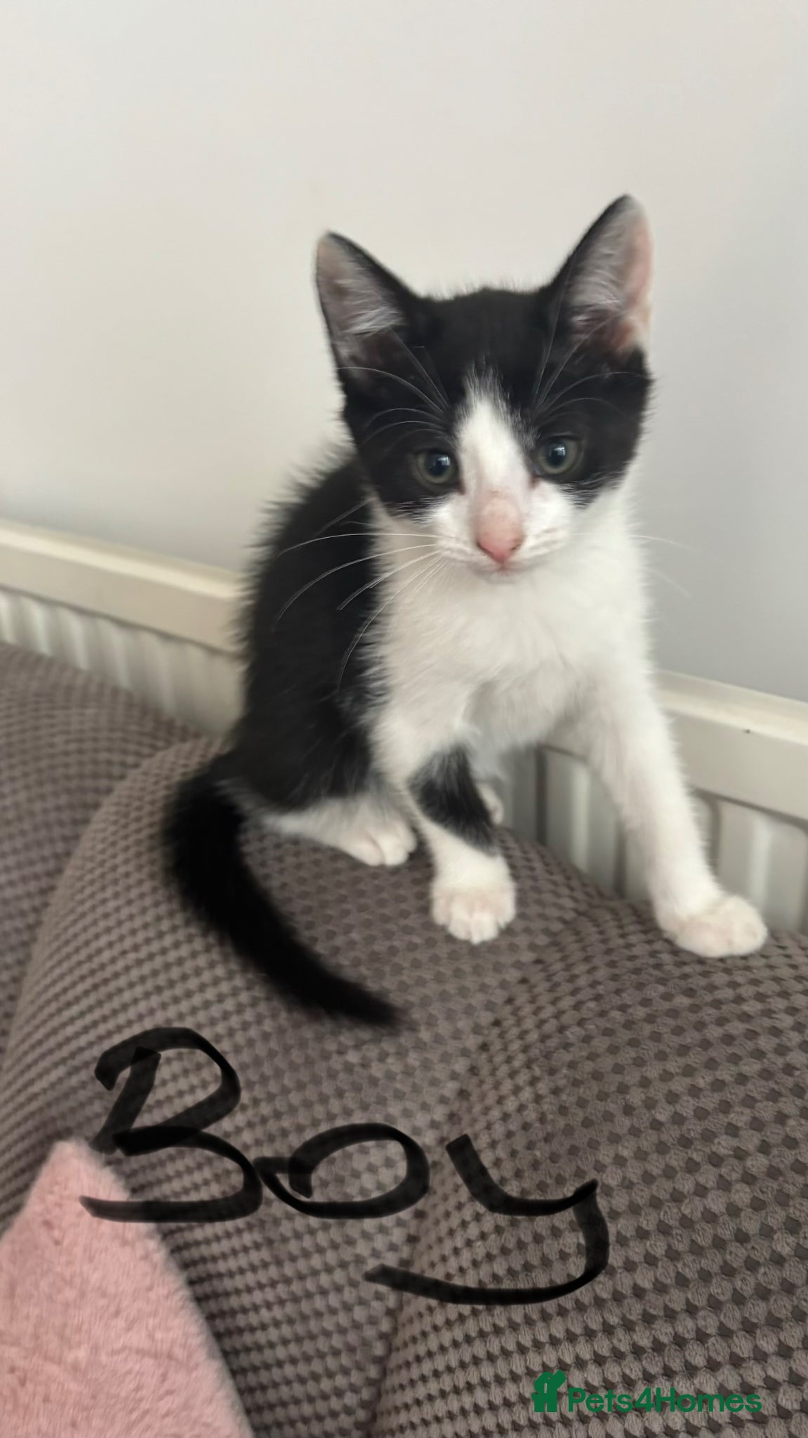 Mixed Breed cats for sale: Kittens for sale - Advert 3