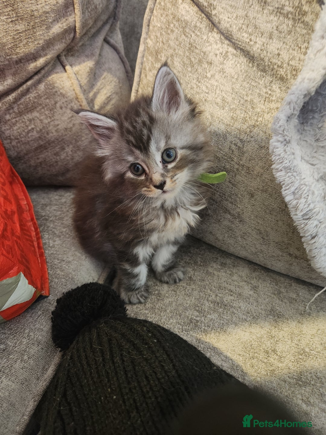 Maine Coon cats for sale: Pure Maine coon kittens - Advert 13