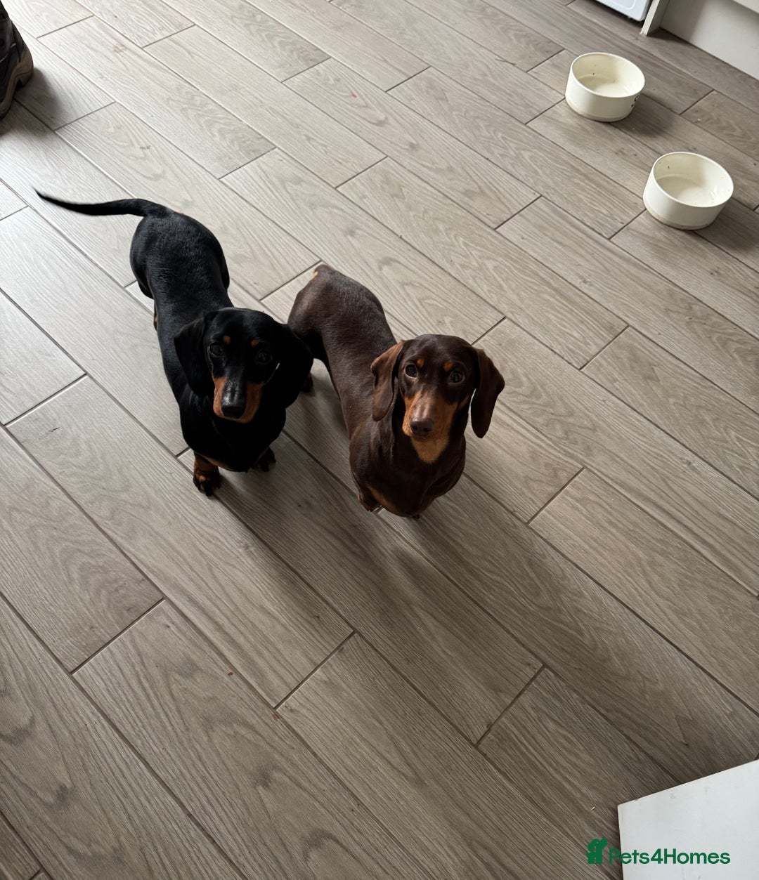 Miniature Dachshund dogs for sale: KC Reg Miniature Dachshunds.  - Image 3