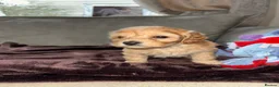 Cockapoo dogs for sale: Beautiful cockapoo puppies  in Montrose - Advert 15