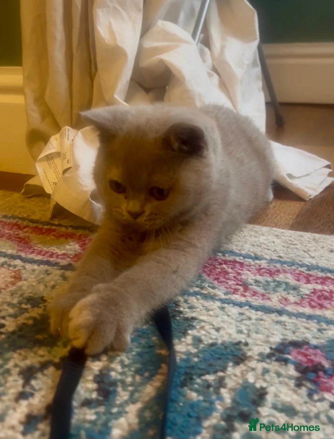 British Shorthair cats for sale: British shorthair females ready to leave soon GCCF - Advert 30