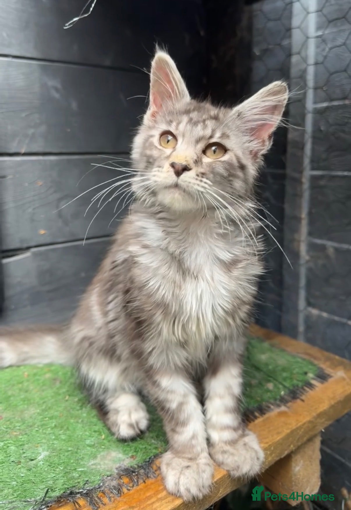 Maine Coon cats TICA registered Russian Mainecoon kittens - Advert 12