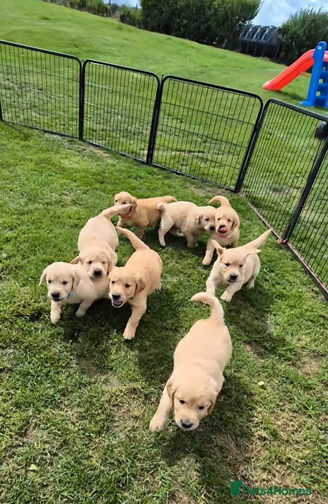 Golden Retriever dogs for sale: KC GOLDEN RETRIEVER PUPPIES HEALTH TESTED PARENTS  - Image 31