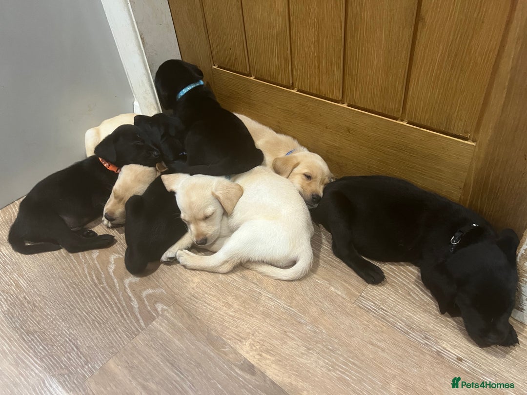 Labrador Retriever dogs for sale: Well bred Labrador puppies - Image 17