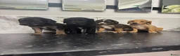 Maltipoo dogs for sale: 🐶 Silky coat maltipoo puppies (toy poodle) 🐶  in Durham - Advert 9
