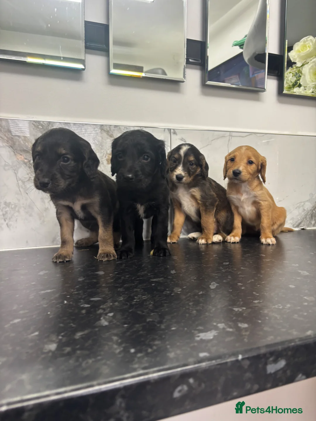 Maltipoo dogs for sale: 🐶 Silky coat maltipoo puppies (toy poodle) 🐶  in Durham - Advert 9