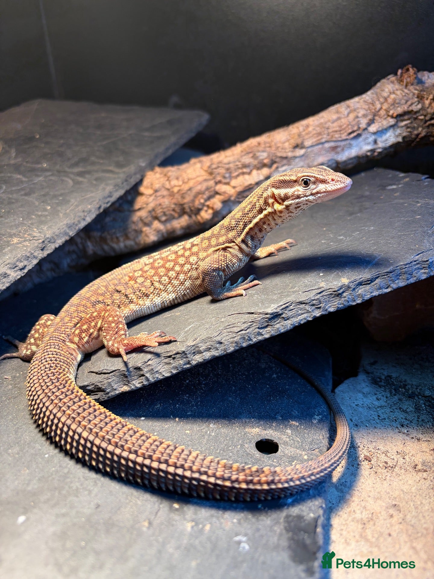 Monitor reptiles Ackie Monitor & Enclosure   - Advert 1