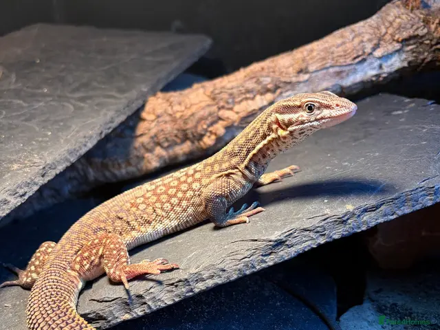 Monitor reptiles Ackie Monitor & Enclosure - Advert 1