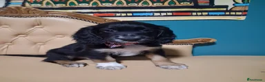 Cocker Spaniel Puppy 5 tri-color