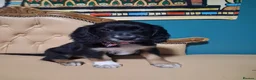 Cocker Spaniel dogs for sale: READY TO LEAVE 3 lovely kc working cocker spaniels - Advert 10