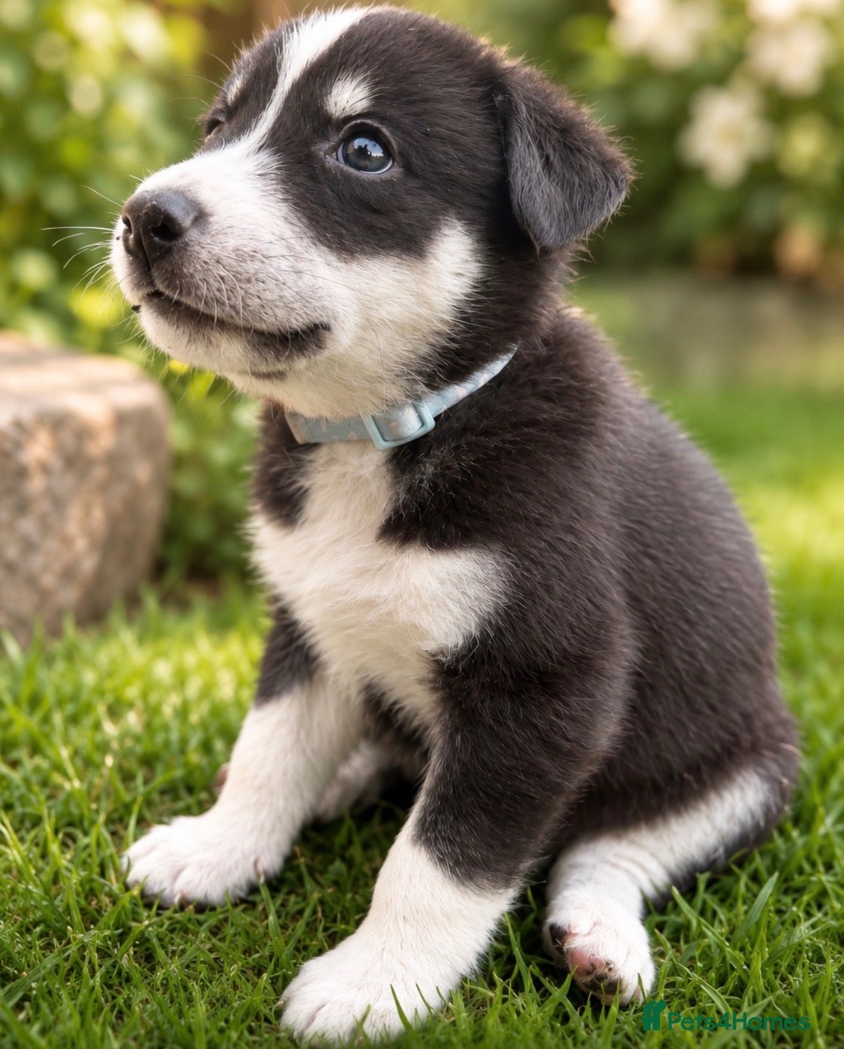 Mixed Breed dogs Puppy’s for finding there forever home  - Advert 5