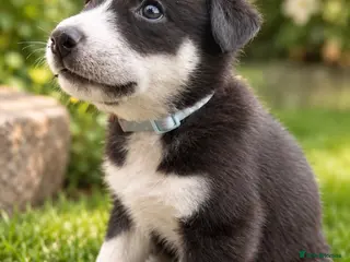 Mixed Breed dogs Puppy’s for finding there forever home - Advert 5