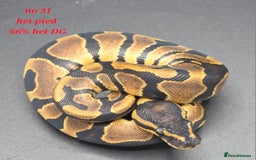 Python Snake reptiles for sale: Various ball python's  - Image 4