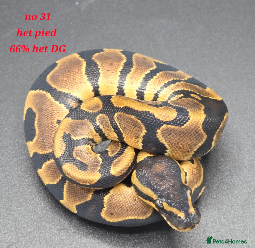 Python Snake reptiles for sale: Various ball python's  - Image 4