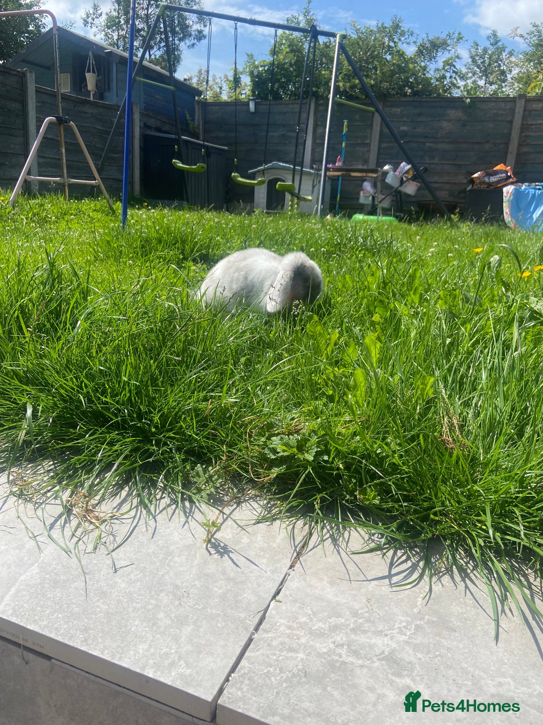 Mini Lop rabbits for sale: Female mini lop  - Image 8