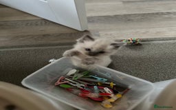 Ragdoll cats for sale: Stunning Bluepoint Ragdoll kittens!  - Image 20