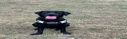 Labrador Retriever dogs for sale: Black male Labrador called bruno - Advert 5