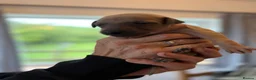 Whippet dogs for sale: Beautiful  KC whippet puppies  - Advert 16