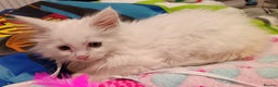 Maine Coon cats for sale: POLYDACTYL white maine coon female kitten - Advert 4