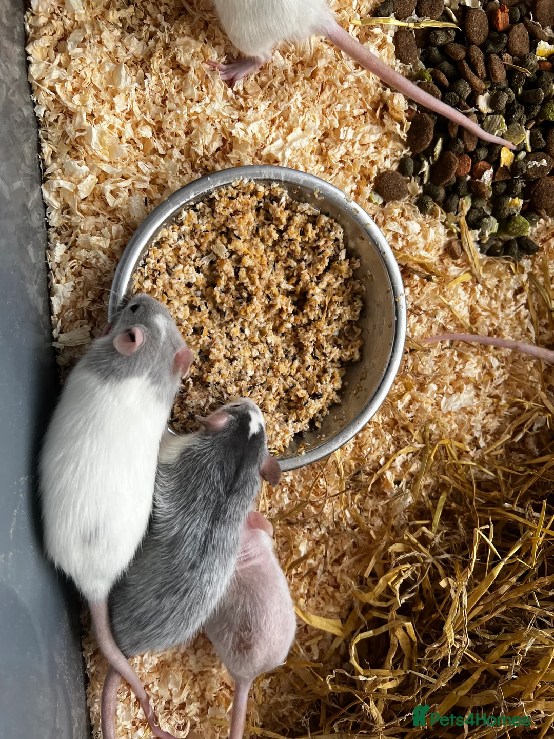 Rat rodents for sale: Standard Buck Rats - Advert 2