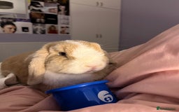 Mini Lop rabbits for sale: Beautiful Mini Lop Available - Image 1