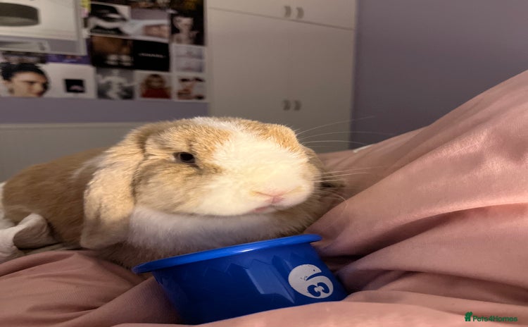 Mini Lop rabbits - Advert 1