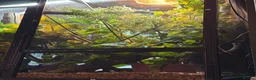 Chameleon reptiles for sale: Veiled chameleon male  - Advert 1