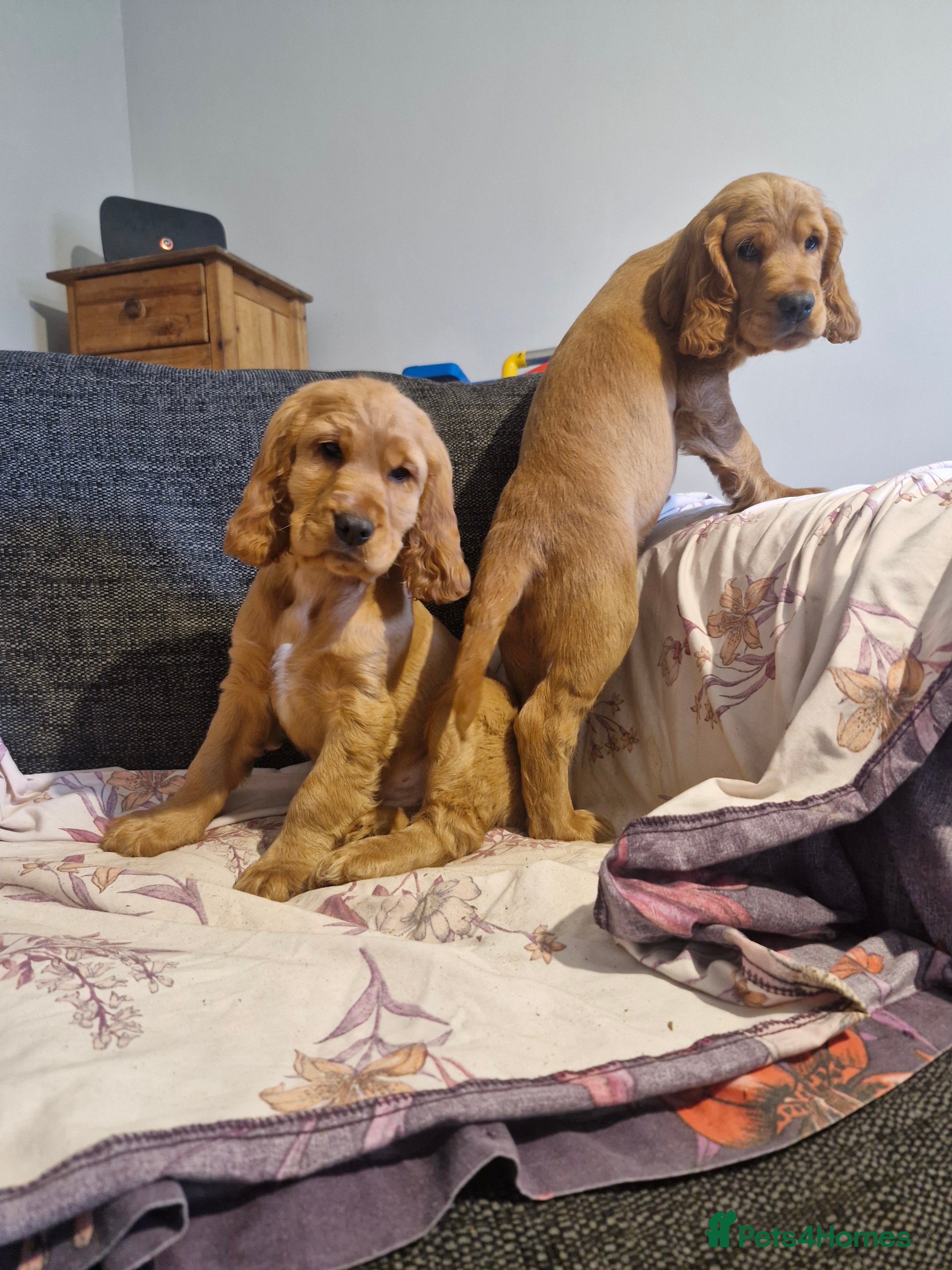 Cocker Spaniel dogs Show Type Cocker Spaniel Puppies - Advert 13